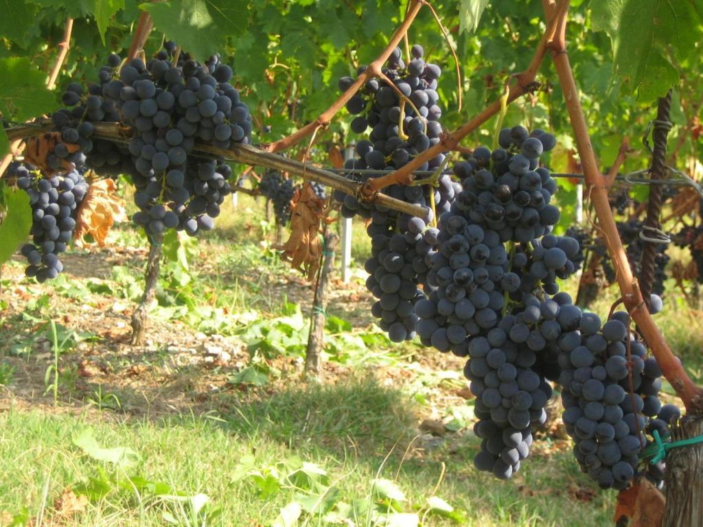 Fattoria Di Rignana Winery Bnb Greve in Chianti Exteriör bild